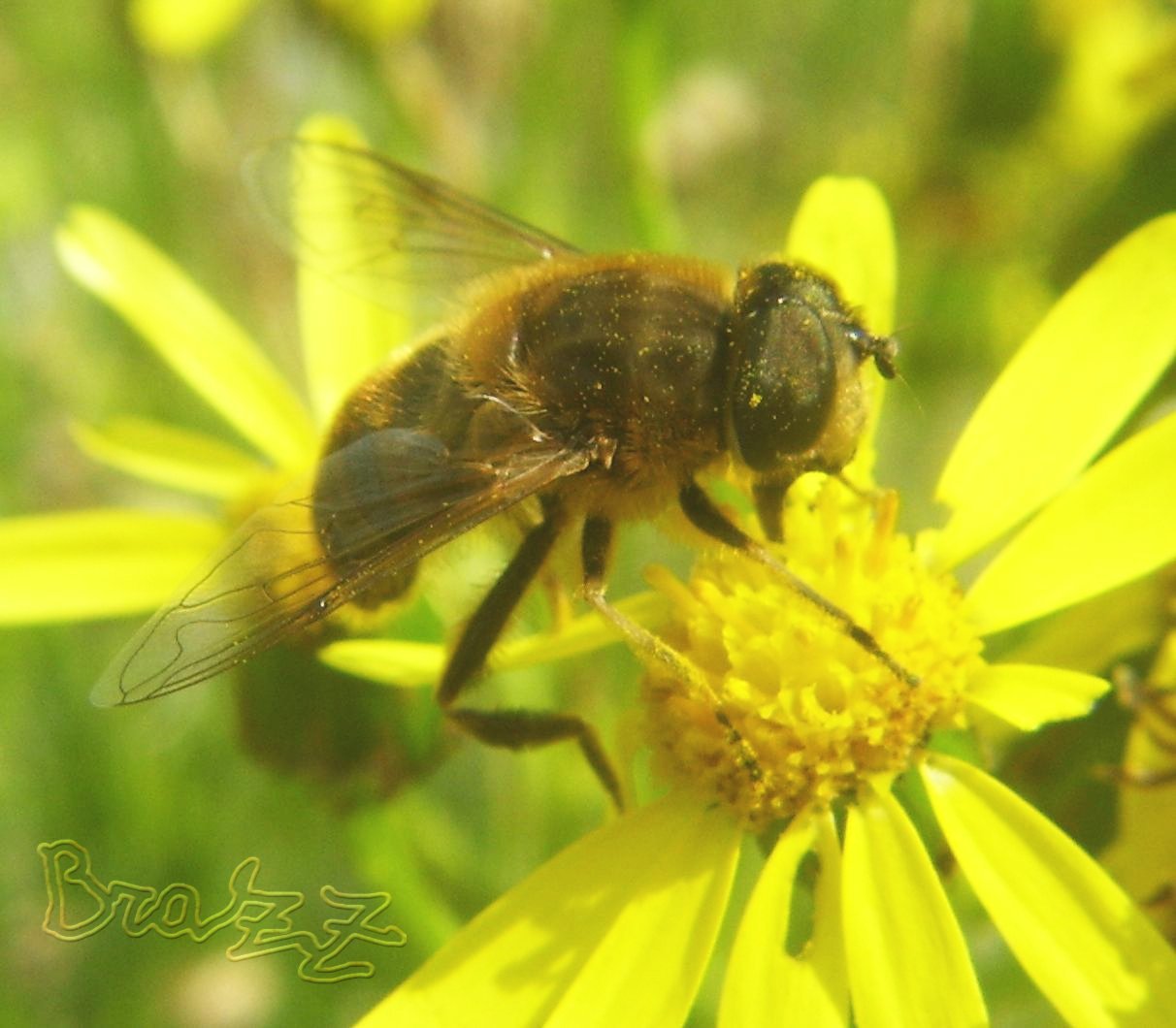 Eristalis tenax